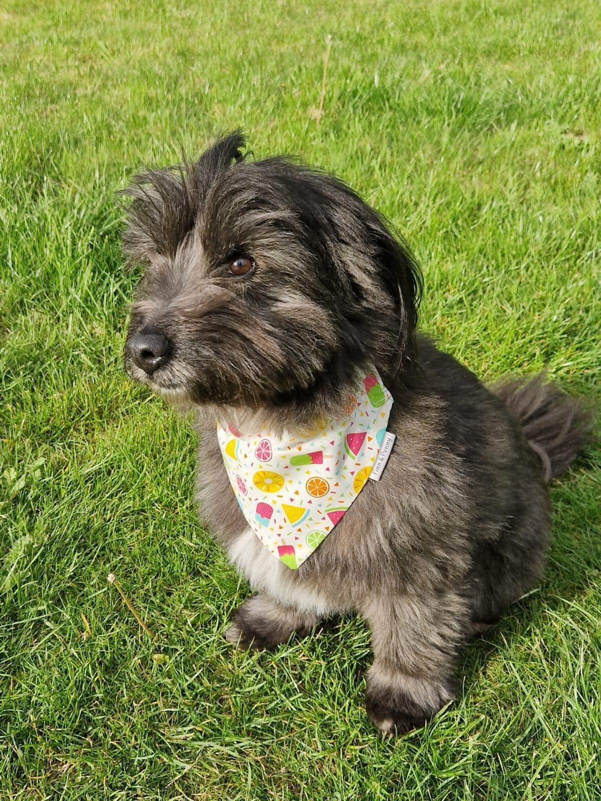 Summer Print Dog Bandanna’s