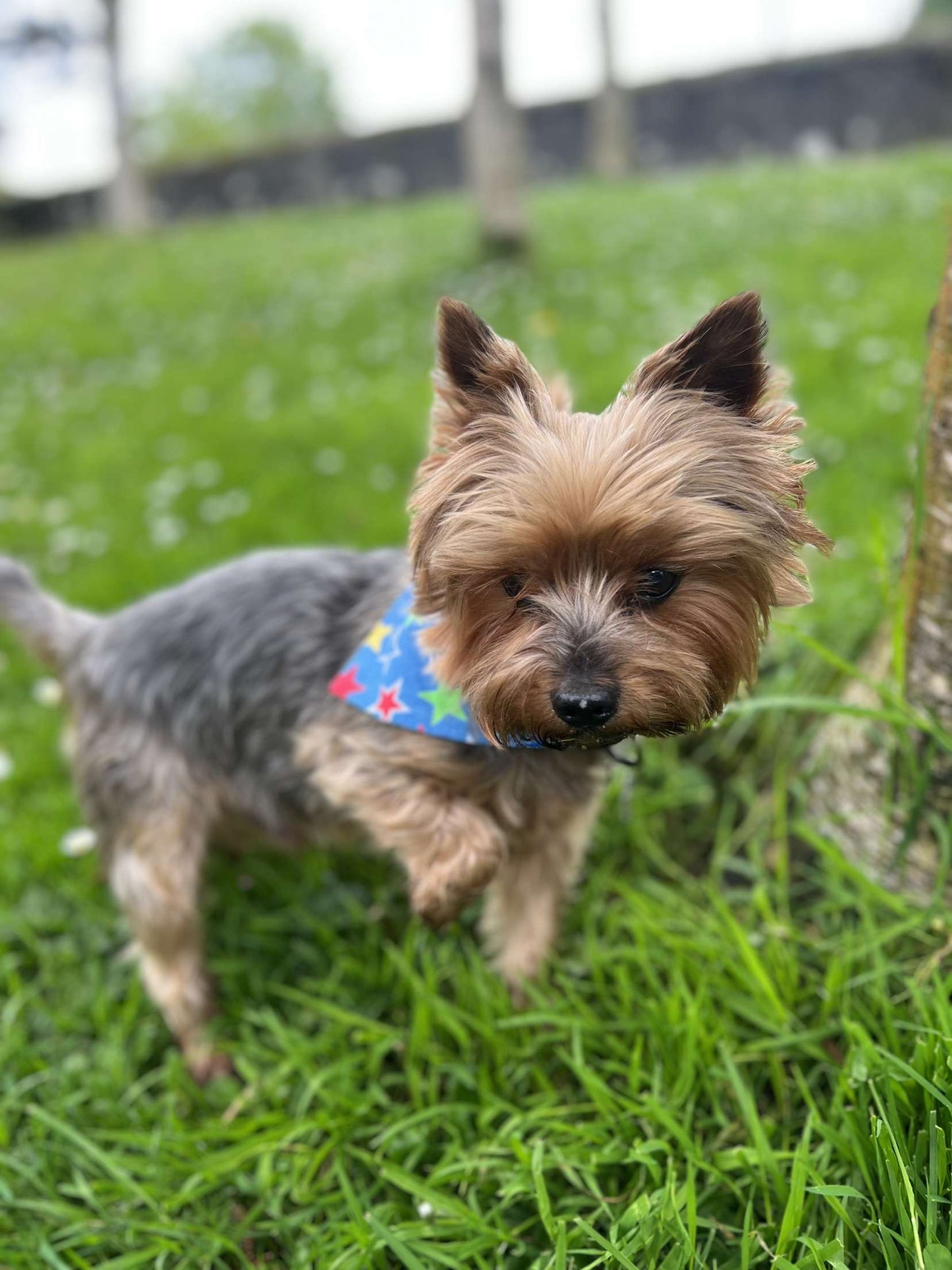 Blue Star Dog Bandanna’s