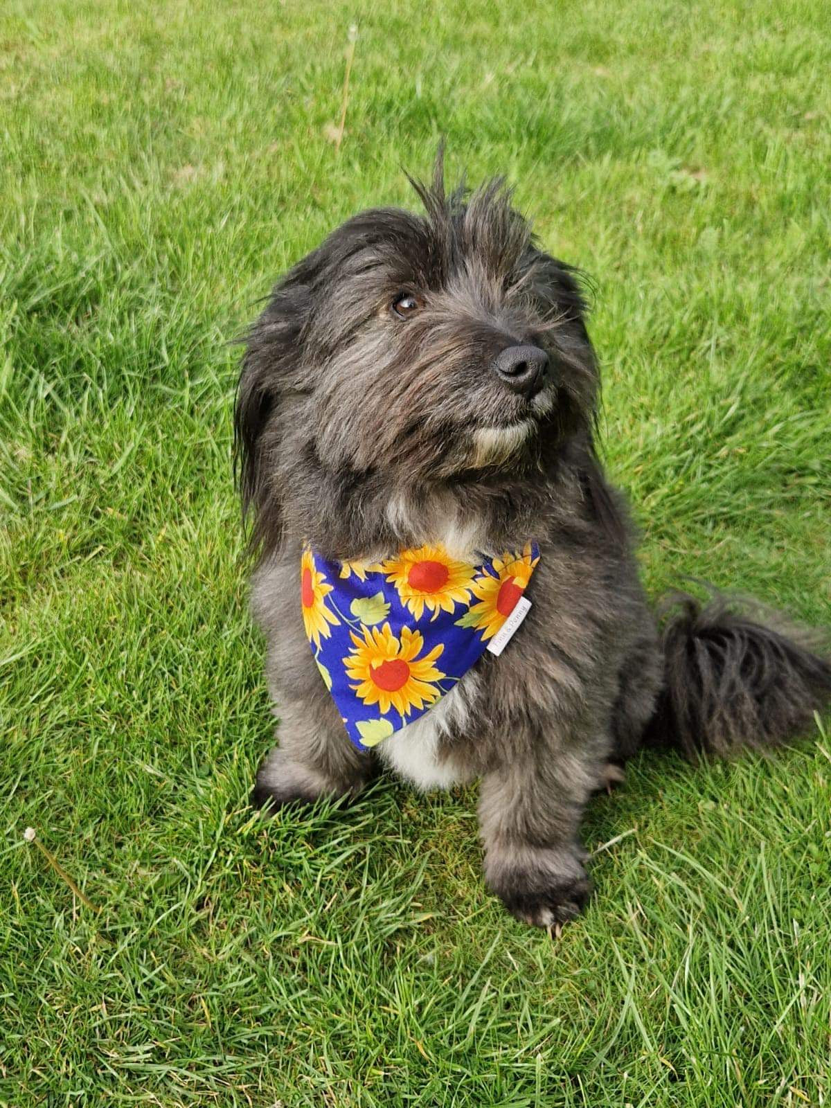 Sunflower Print Dog Bandanna’s